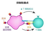 以我和细胞的49天生活培养自己的细胞吧（探索人体奥秘）